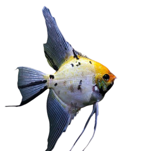 Angelfish