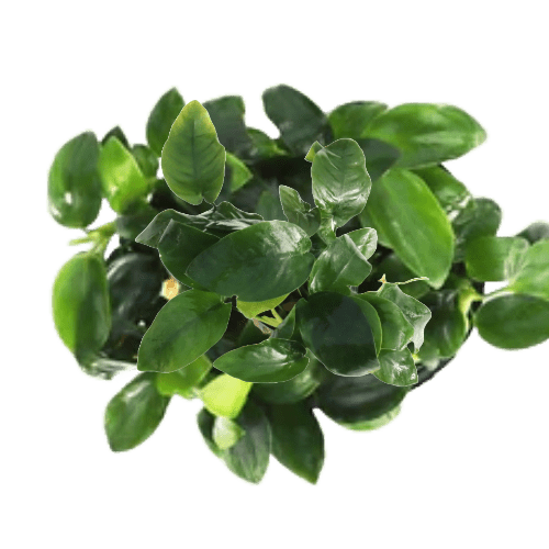 Anubias