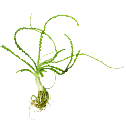 African Onion Plant