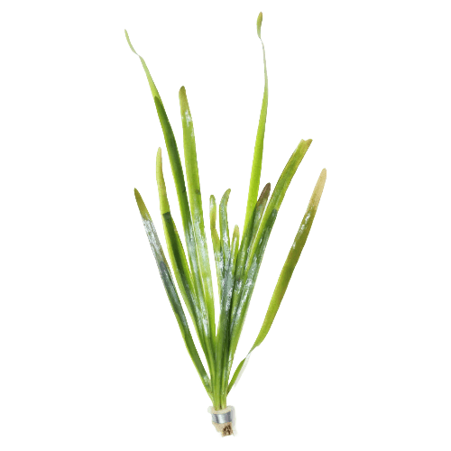 Vallisneria