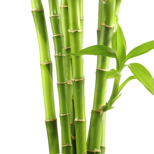 Bamboo