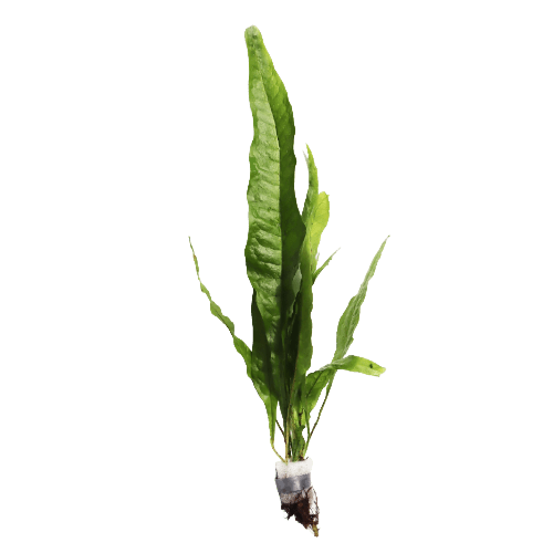 Java Fern – Microsorum